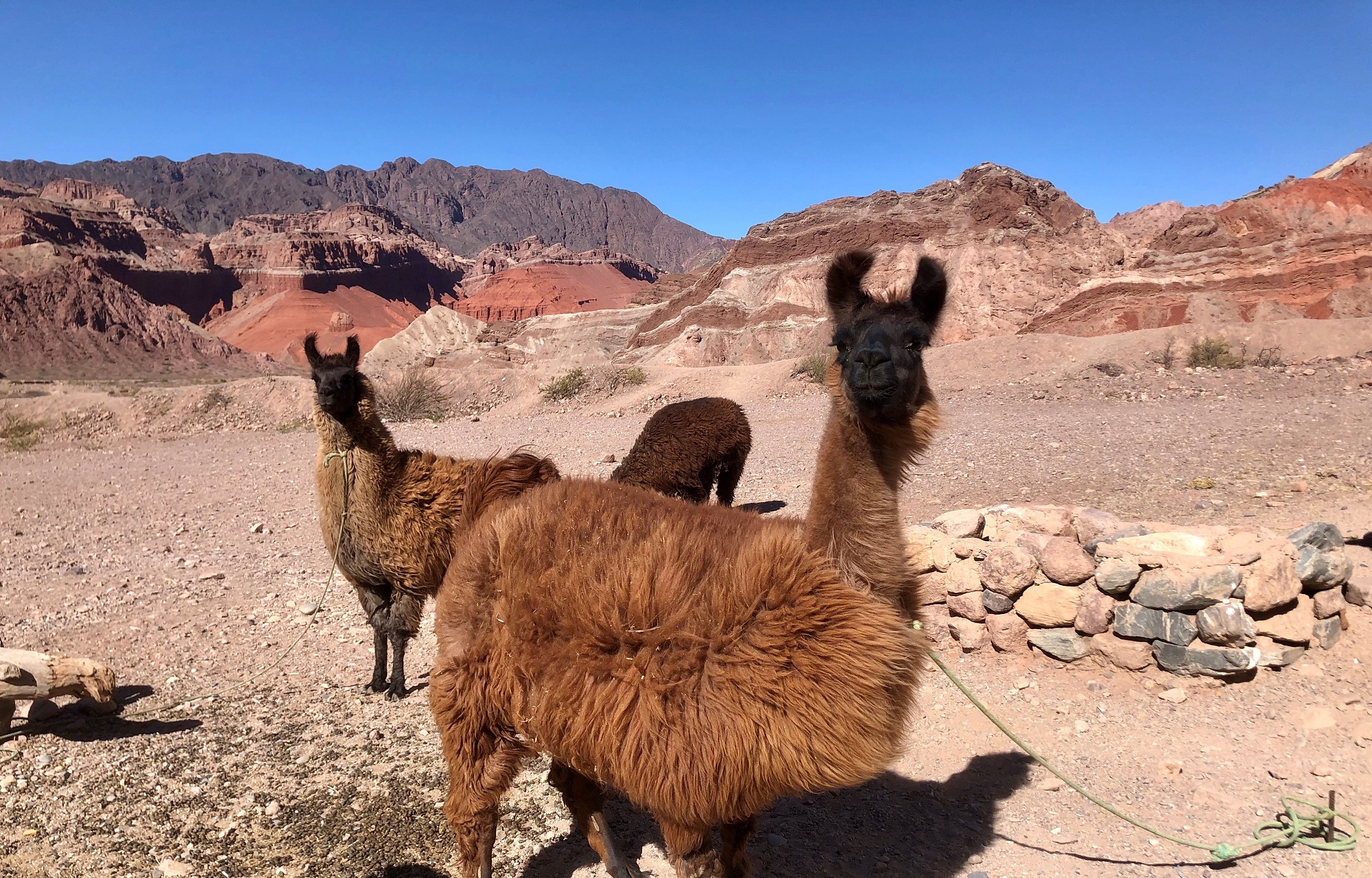 Photos from our Argentina Cycling Holiday